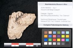 Foto (Objekt + Etikett) von Araucaria sternbergii Goeppert (NHMW-GEO-2024-0188-8303)